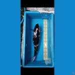 Showa jumbo 52 cm F