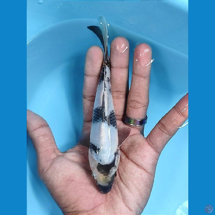bahan 15cm