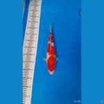 kohaku 36cm HQ