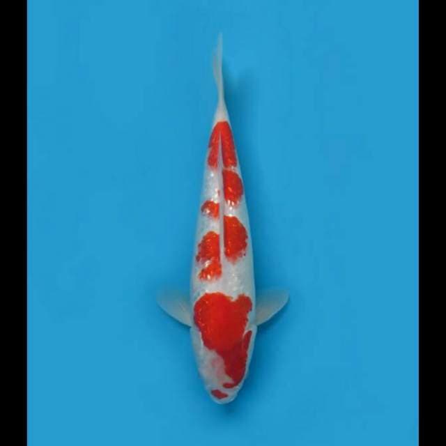 37cm Female - Sakura Kohaku Full Ginrin