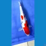showa