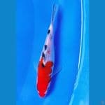 Sanke Line Momotaro 20bu