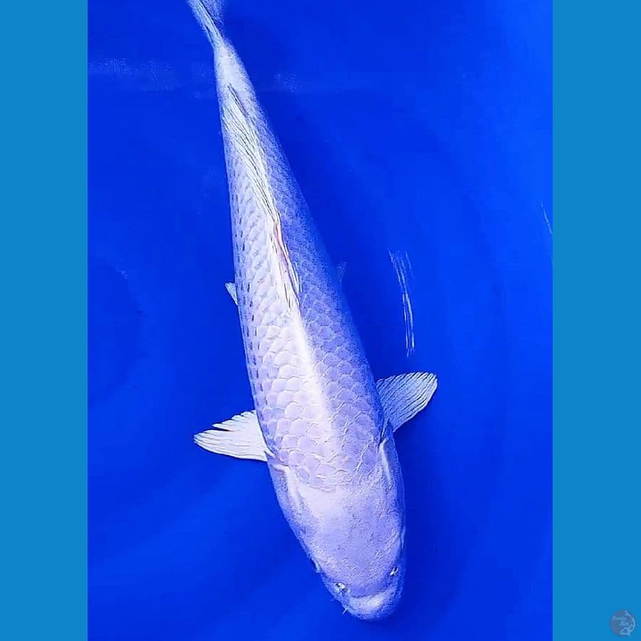 platinum body badak 40 cm