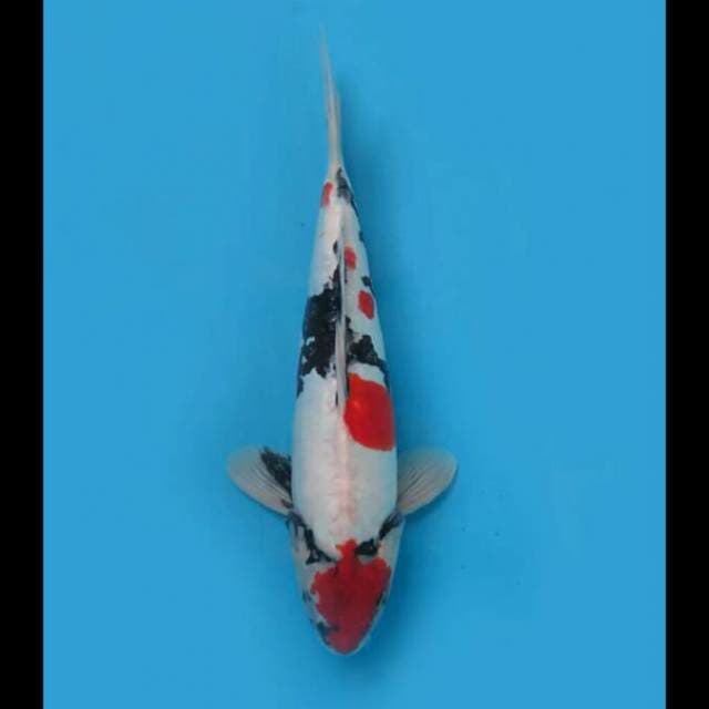 37cm Female - Sakura Kohaku Full Ginrin 