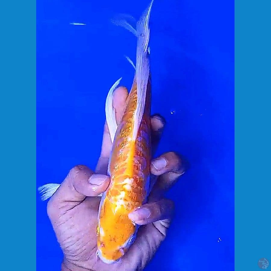 kmpy hariwake aragoke ginrin 28 cm