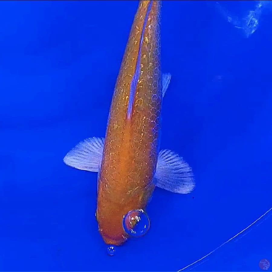 karasi ginrin 33 cm