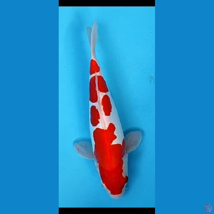 KOHAKU DOITSU MURNI 29 CM FM SQ _ORIGINAL