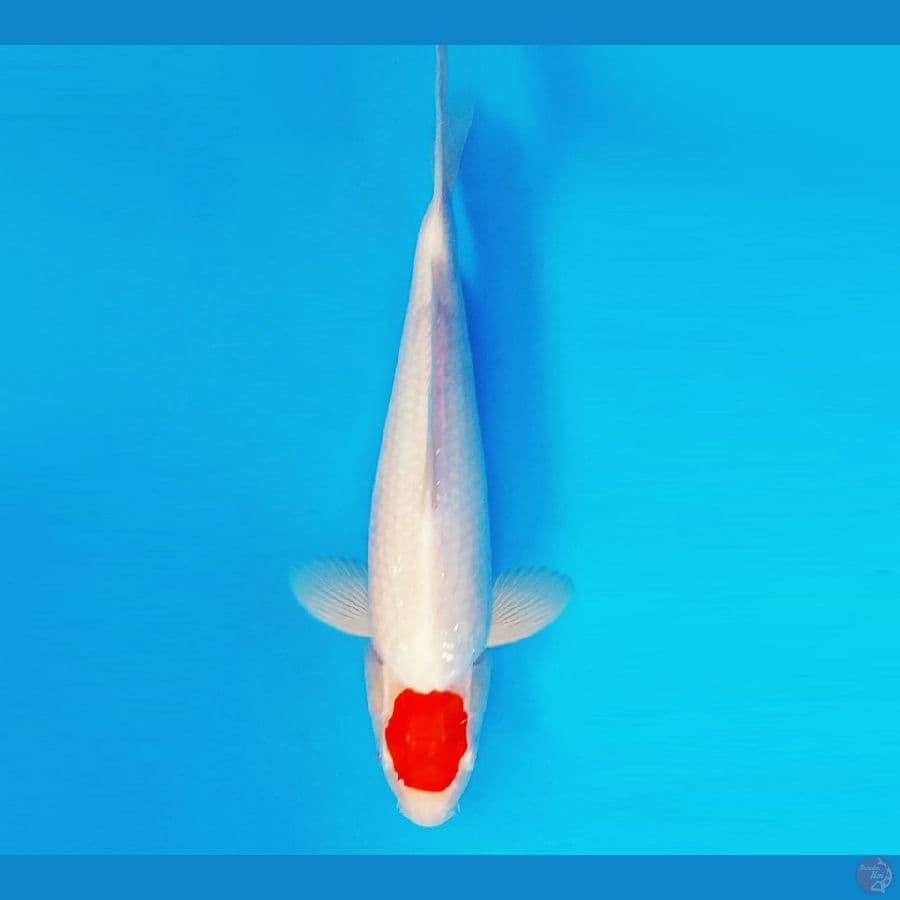 ZERO 2 - Tancho 36 cm/male ®