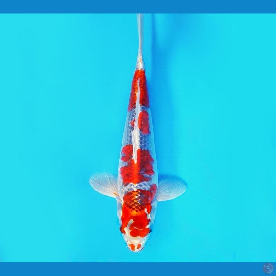 ZERO 10 - Goshiki 34 cm/male ®
