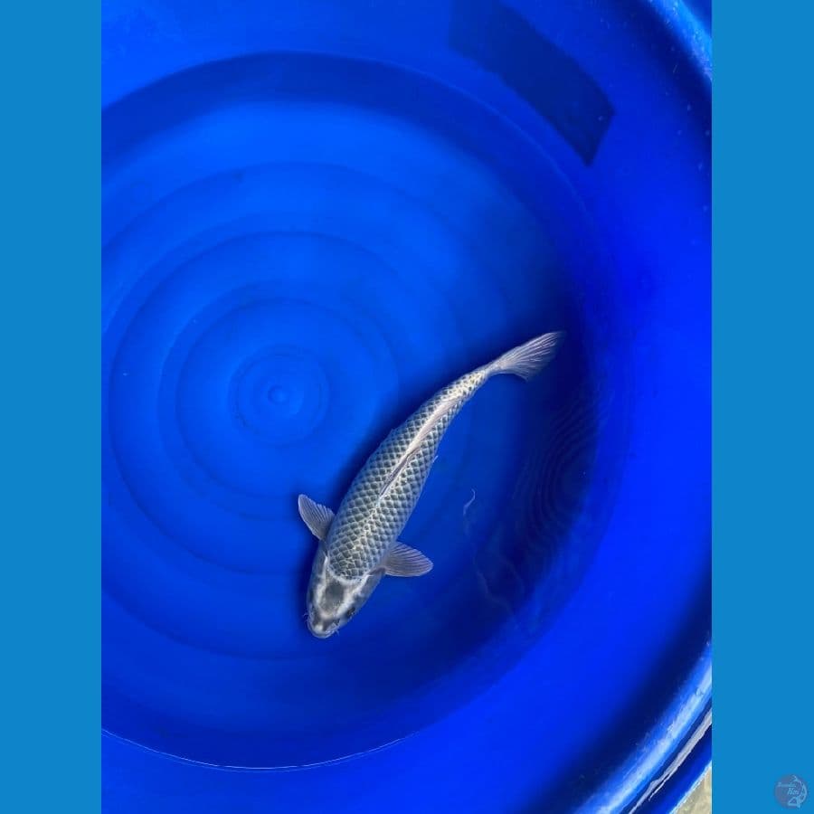 jumbo 42 cm