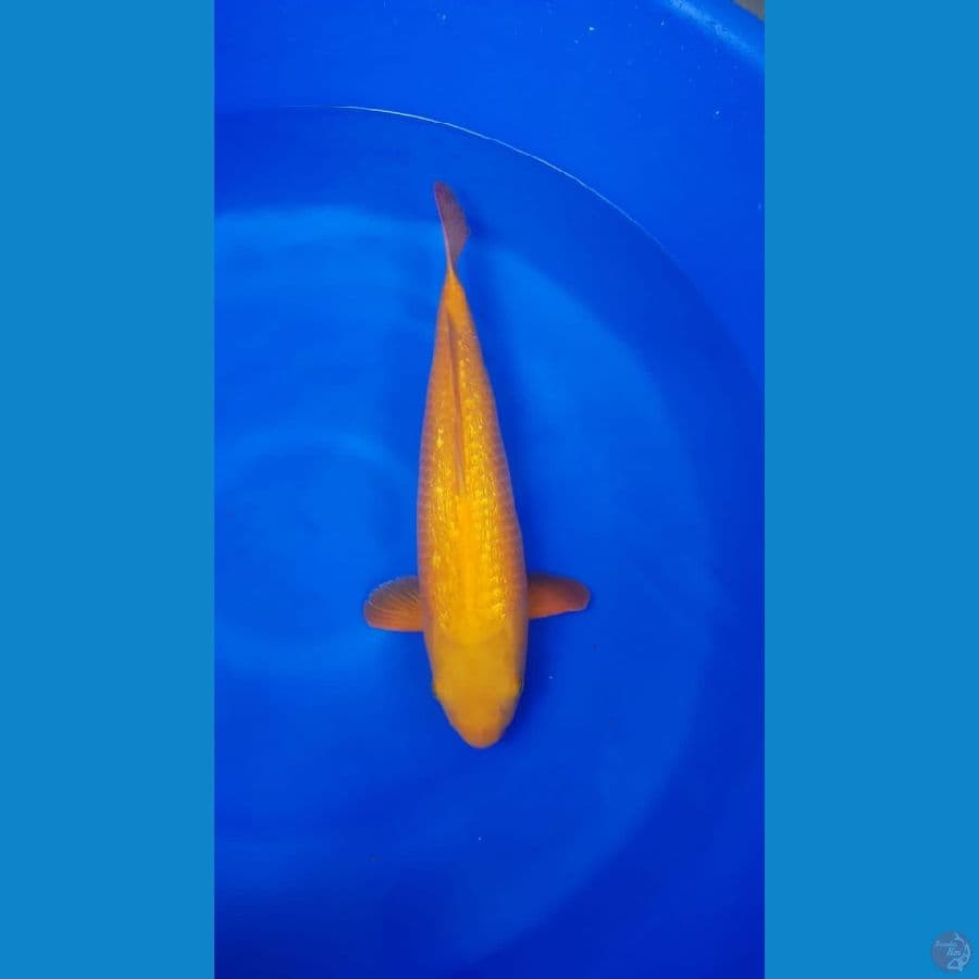 Karamel fuull ginrin 44cm joosss