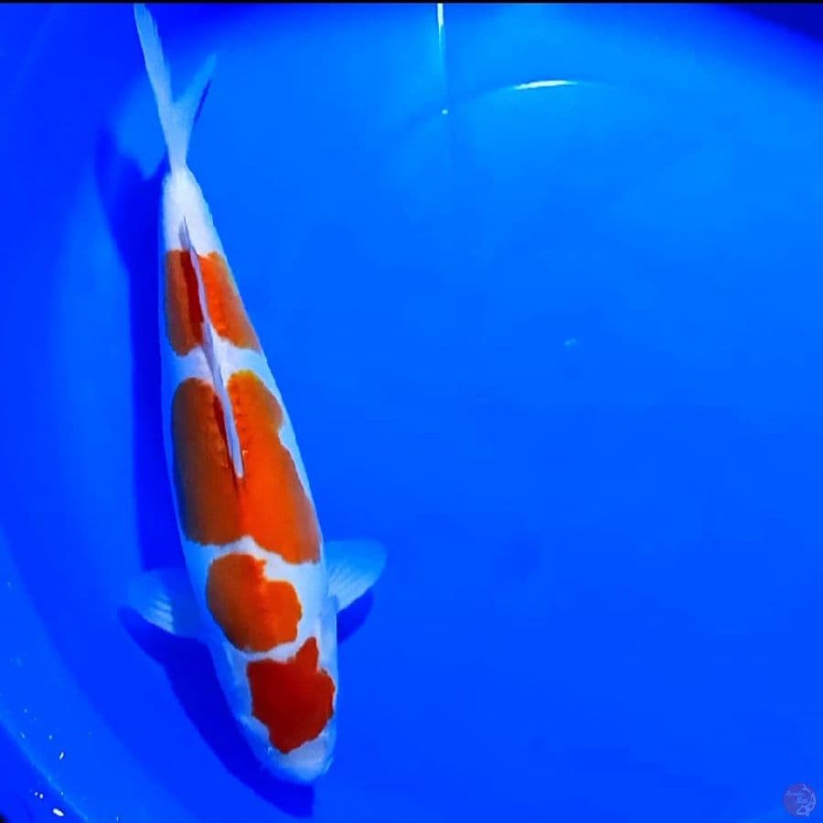 korban bid n run kohaku doitsu oryginal 36cm 