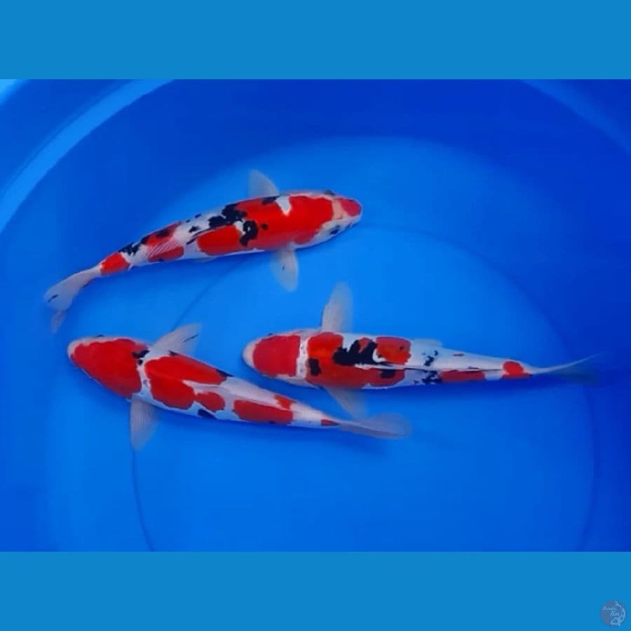 3 PEJANTAN DOITSU SANKE 27_28CM 