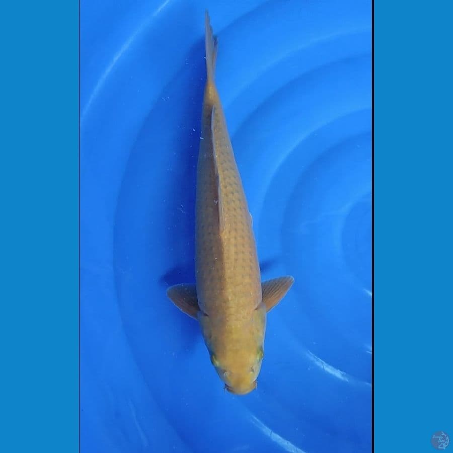 Cagoi karamel 42cm