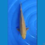 Cagoi karamel 42cm