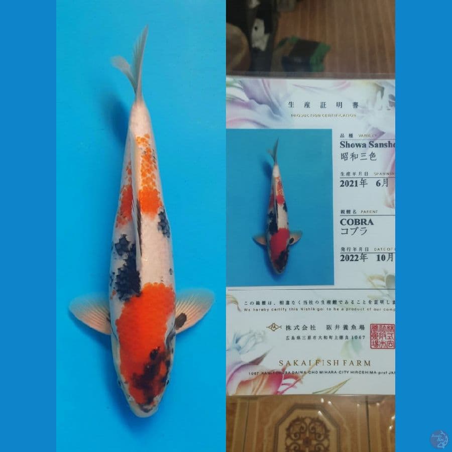 Showa Sakai 36cm