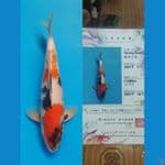 Showa Sakai 36cm