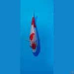 kohaku F1 sakai 16 cm blood line simple love
