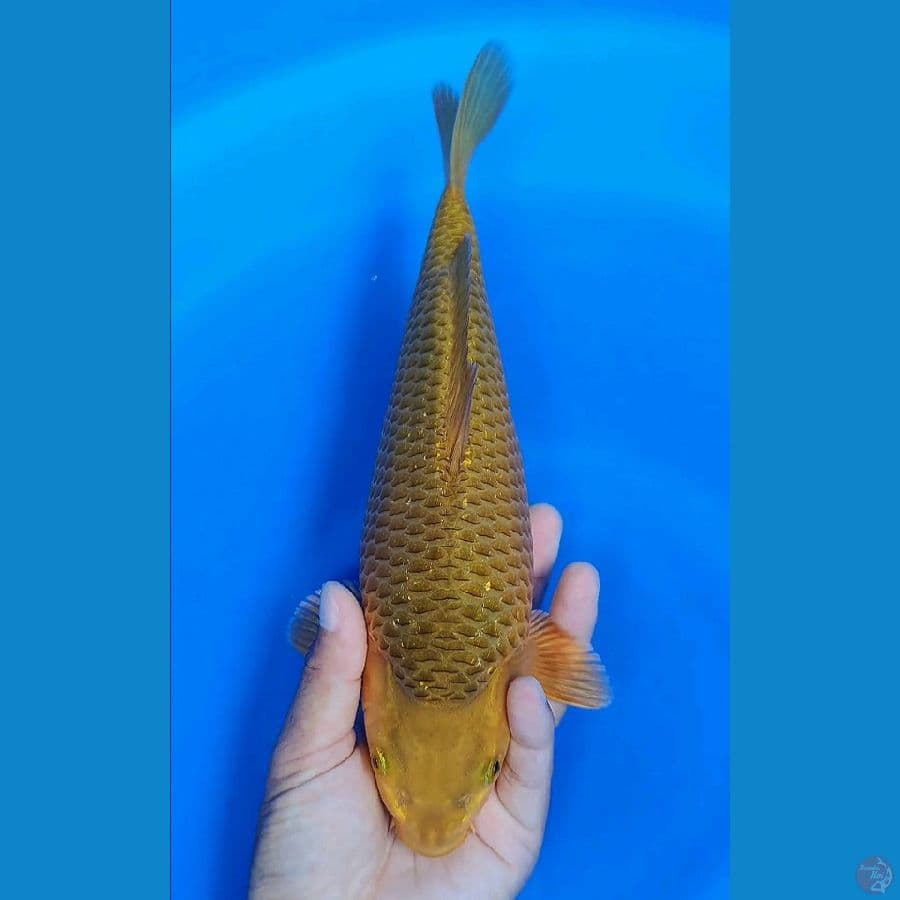 Karamel power SQ punuk