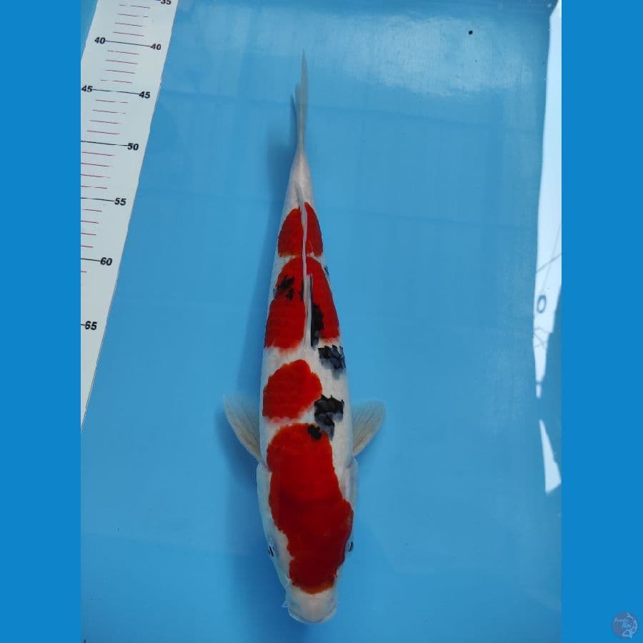 sanke HQ 40cm male
