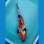 showa sanshoku 31 cm.. female