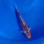 Koi Import Jepang Shusui (Sertifikat Yamaju) 23cm