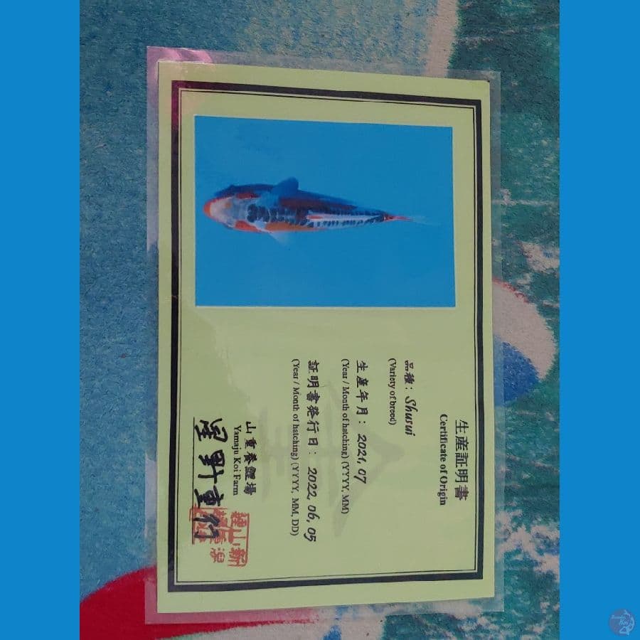 Koi Import Jepang Shusui (Sertifikat Yamaju) 23cm