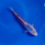 Koi Import Jepang Shusui (Sertifikat Miyatora) 24cm
