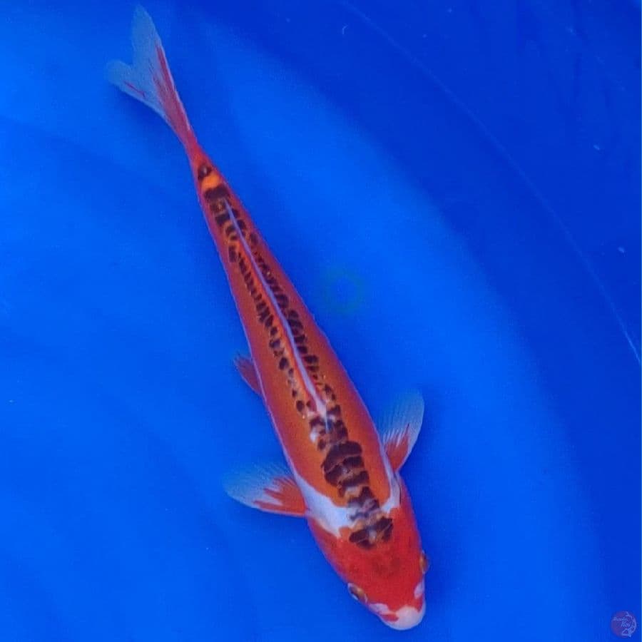 Koi Import Jepang Shusui (Sertifikat Yamaju) 33cm