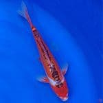 Koi Import Jepang Shusui (Sertifikat Yamaju) 33cm