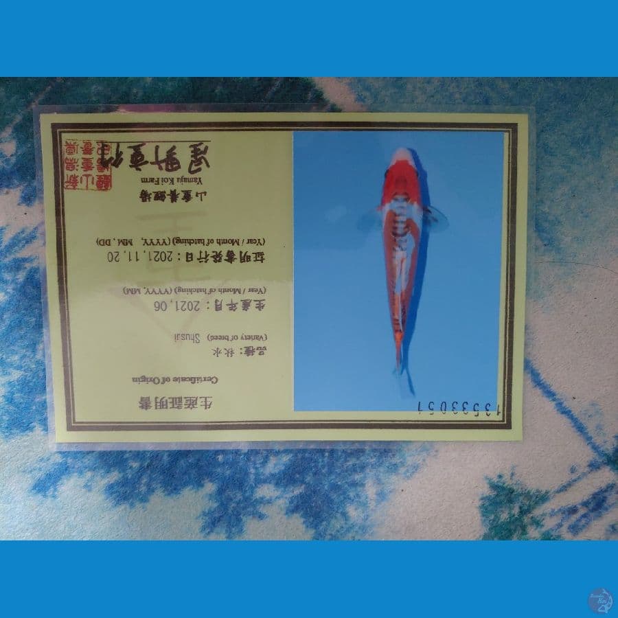 Koi Import Jepang Shusui (Sertifikat Yamaju) 33cm