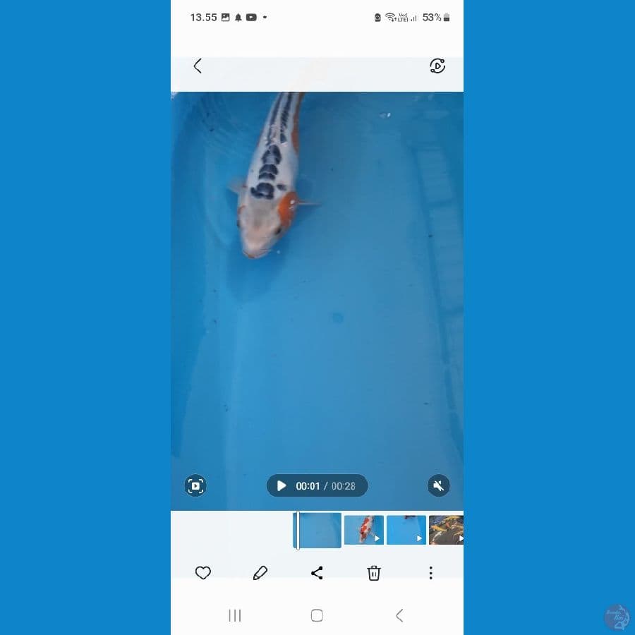 kenzo koi