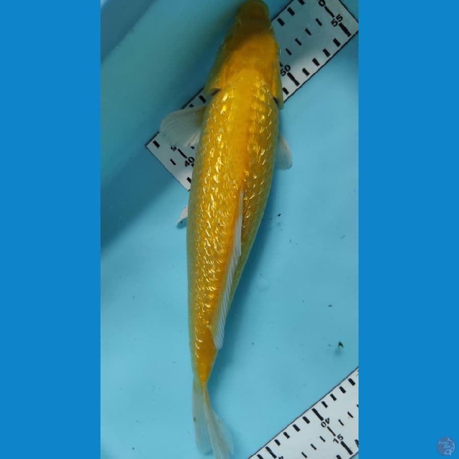karasi gindrin 32cm