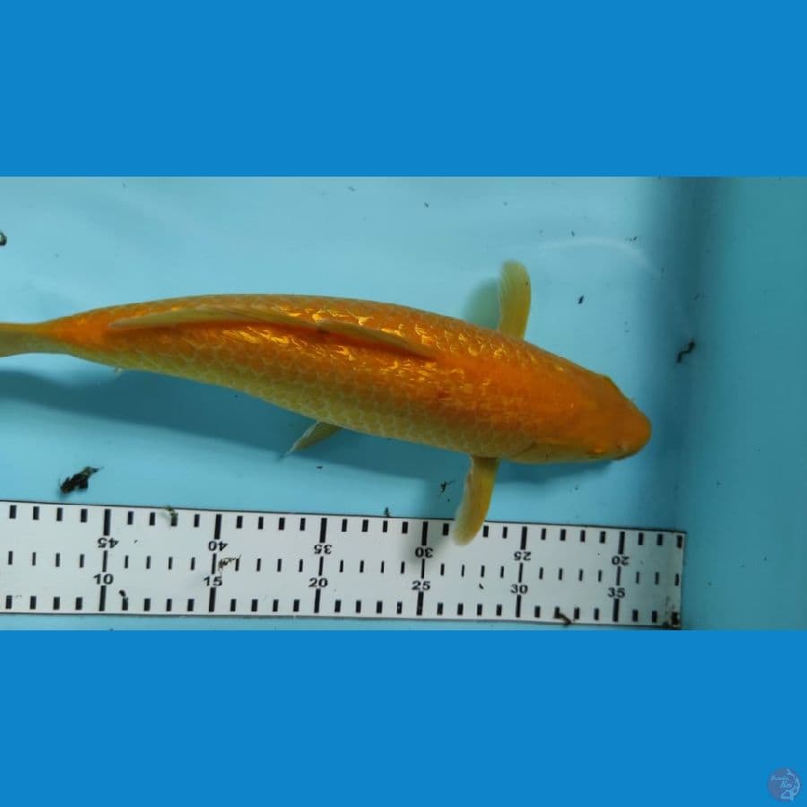 krasi 32cm