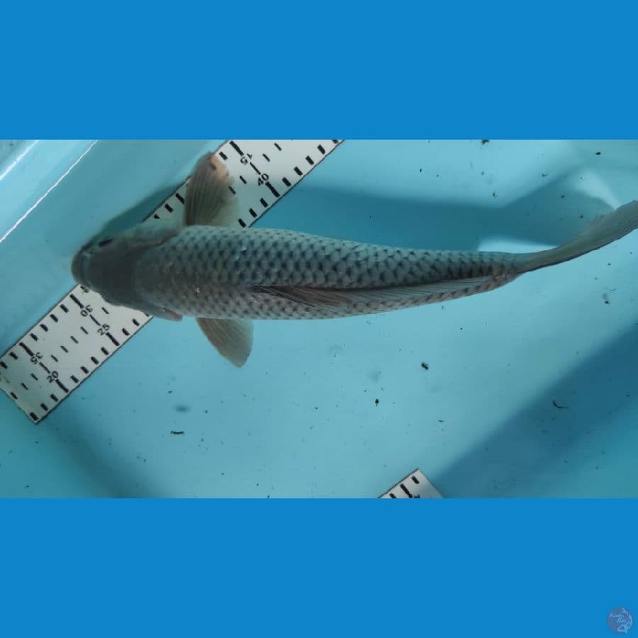 soragoi 34cm jantan