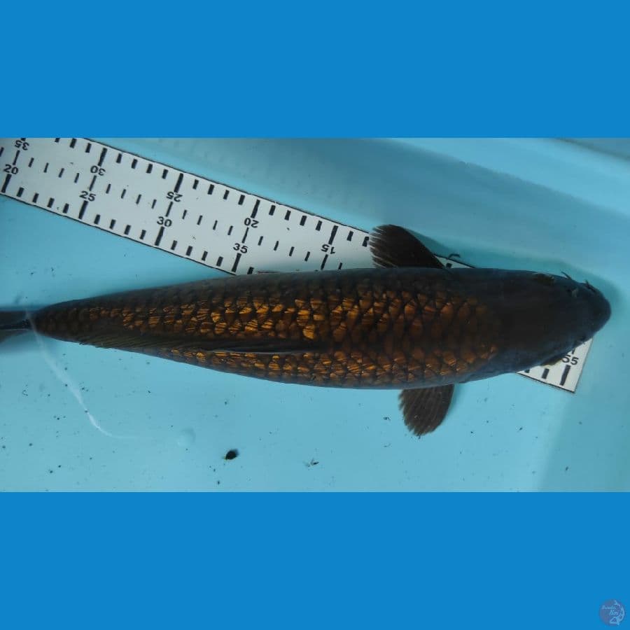chagoi gindrin 37cm