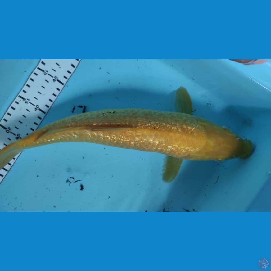 karasi gindrin 38cm