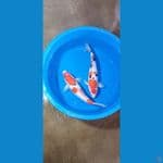 sanke 40cm 