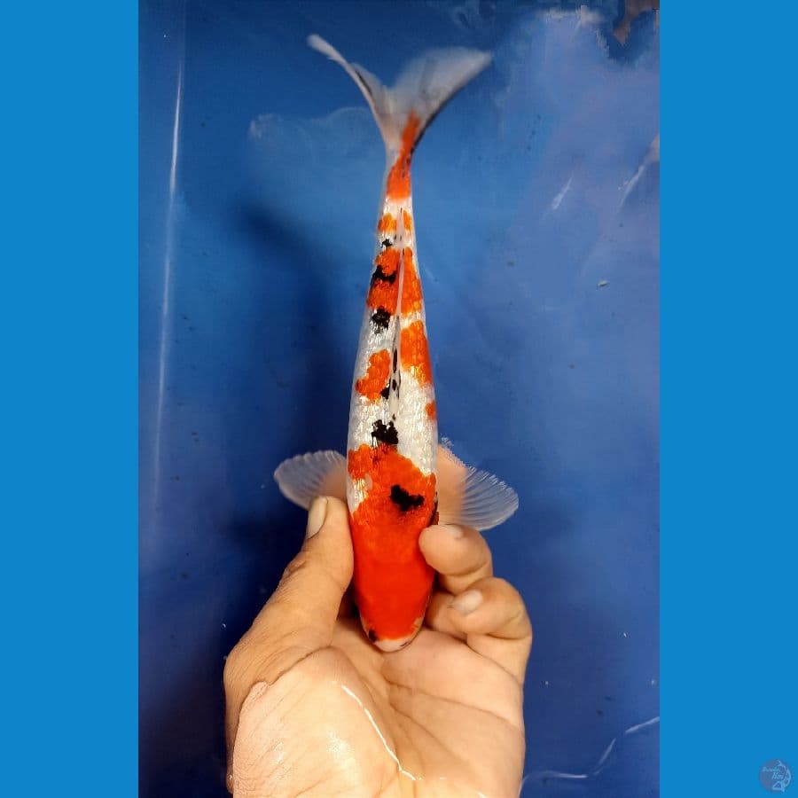 sanke ginrin 22cm
