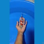 showa doitsu 20cm