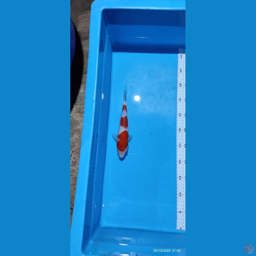 Kohaku - 22 cm