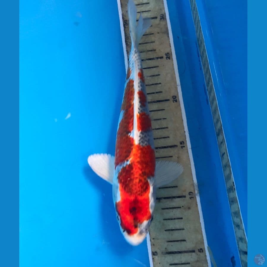 red kujaku 25cm