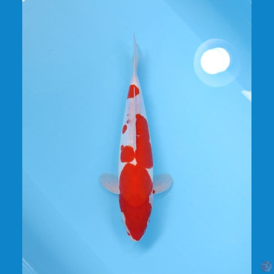 KOHAKU DOITSU 31 CM - FEEMALE
