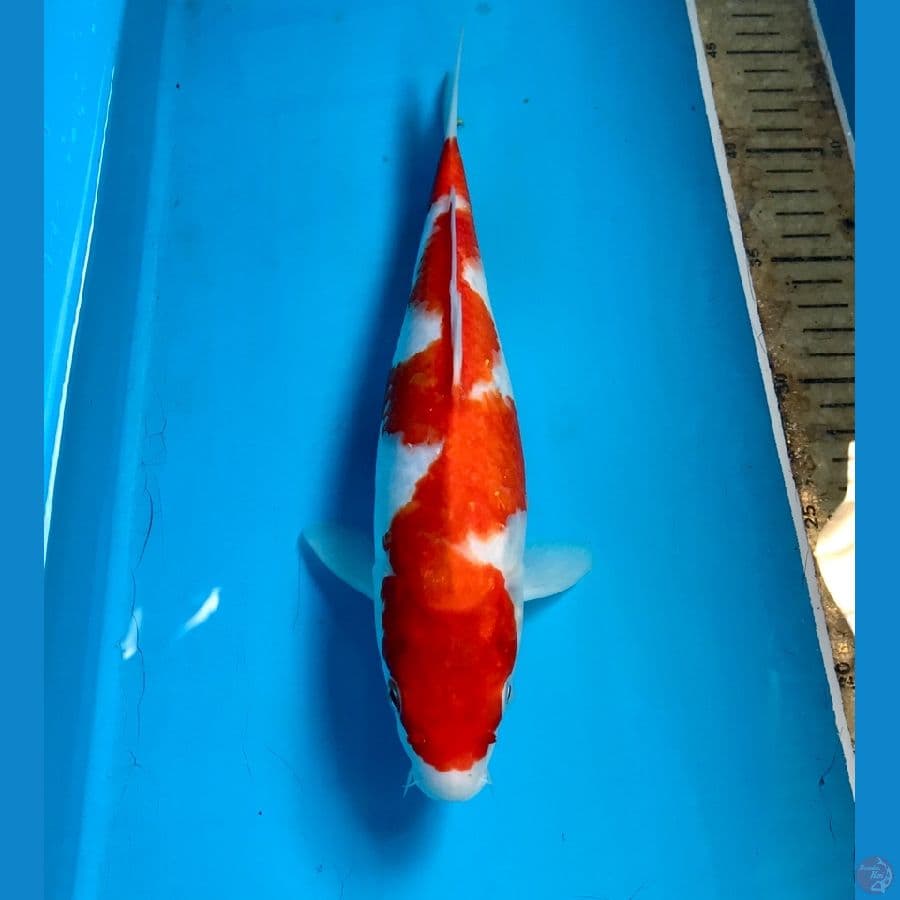 naga air 28cm