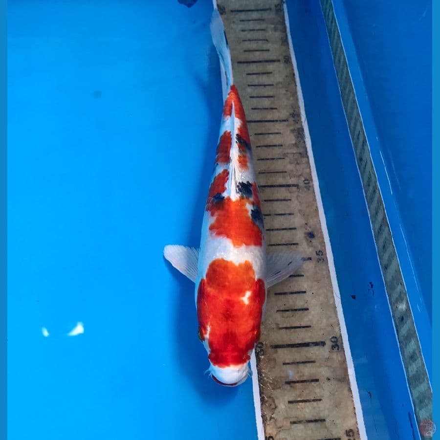heisei nishiki 24cm