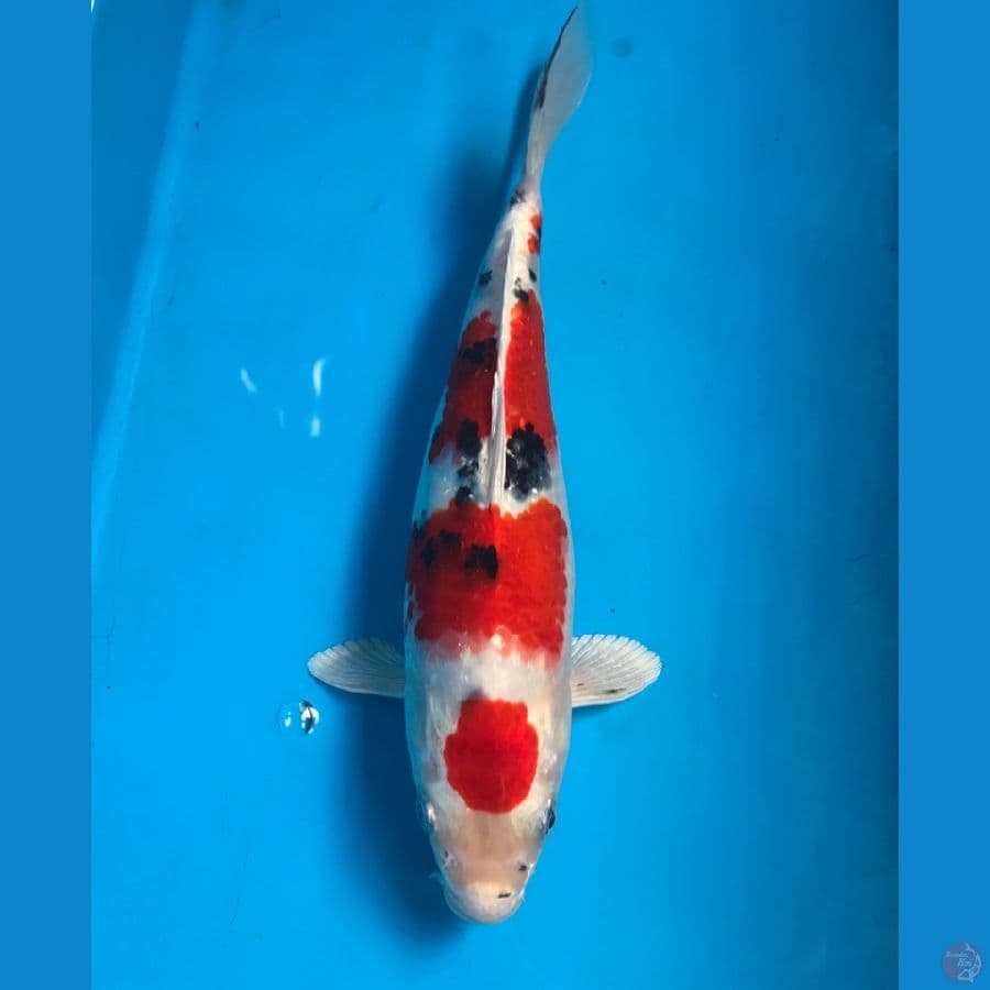 heisei nishiki 23cm