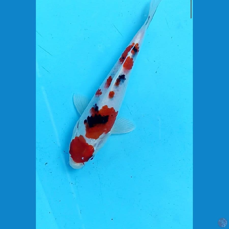 sanke 18cm
