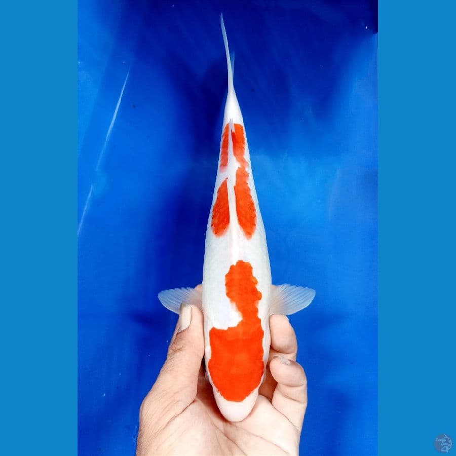 Kohaku 27cm