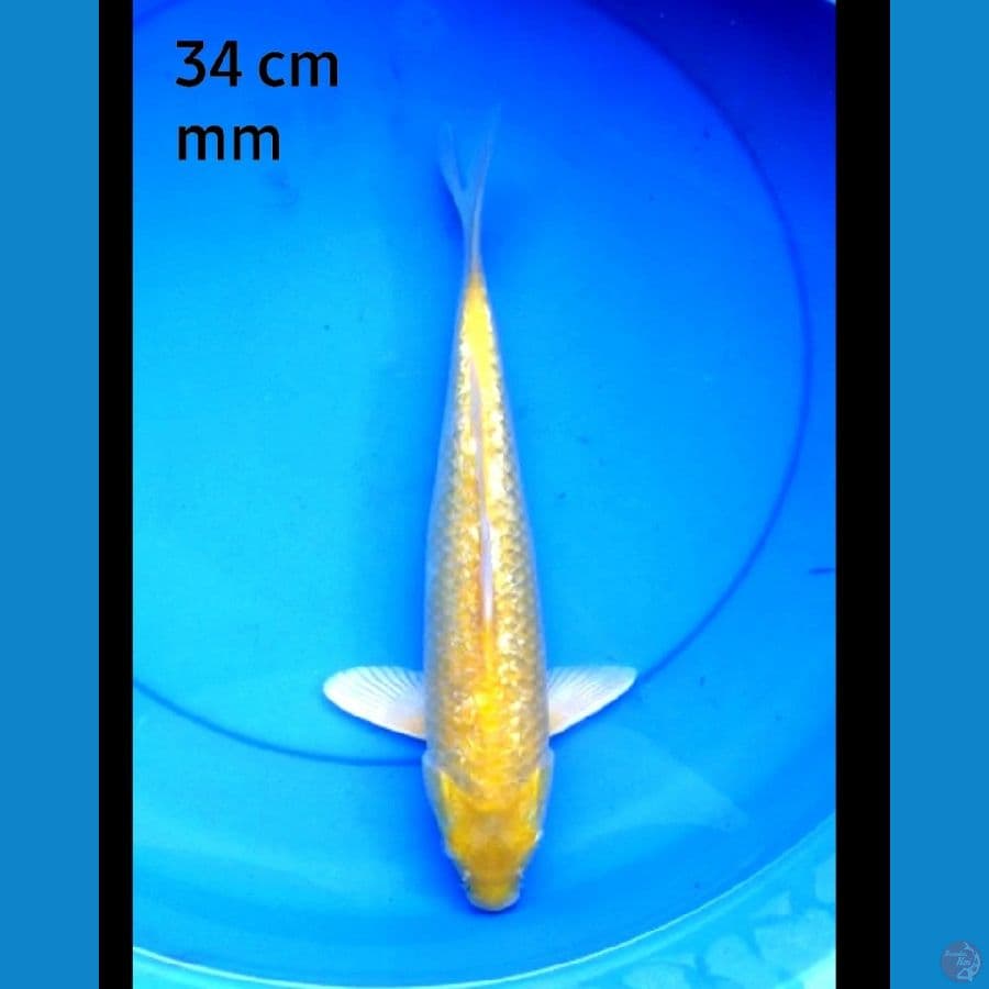 Karashi ginrin mata merah 34 cm