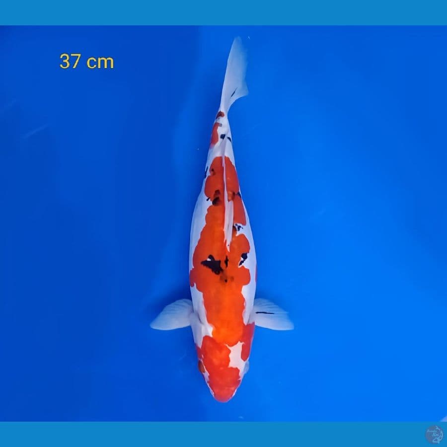37 cm sanke doitsu /fm